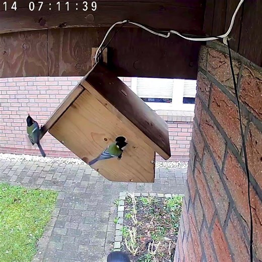 #kohlmeise #balzen an unserem #nistkasten - #greattit #courtship #nestingbox #nature