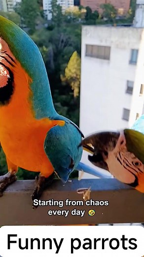 Parrot doing funny talking and doing funny stunts and doing thrilling talking and dancing like Michael Jackson watching the end of video😄😄😄😃😃😃😁😁😁😀😀😀 #CuteParrot #ParrotLove #BirdsOfInstagram #ColorfulBirds #PetParrot #ParrotLife #BirdLovers #FeatheredFriends #ParrotPhotography #CuteAnimals #AnimalLovers #TropicalBirds #ParrotGram #BirdWatching #ExoticPets #ParrotCommunity #BirdsOfFacebook #PetLovers #HappyParrot #ParrotAdventures #Beautiful #BeautyInNature #StunningViews #InspiringBe