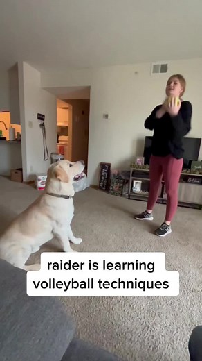 He is getting pretty good #yellowlab #puppy #raidertheyellowlab #dogsoftiktok #viral #foryoupage #greenscreenvideo