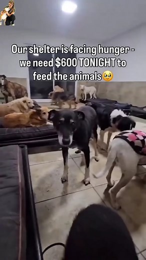 Stray dogs deserve chances too — a chance to feel safe, a chance to be loved, a chance to finally know what it’s like to belong. Every day, countless dogs wander the streets hungry, injured, frightened, and completely forgotten… not because they are unlovable, but because no one has given them that one opportunity to live the life they deserve. 💔 We refuse to look away. We rescue them from the streets, treat their wounds, comfort their fear, and work tirelessly to show them that love still exis