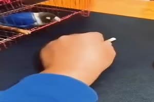 witziges Video 'Kluger Vogel' - tausende Videos auf FUNPOT