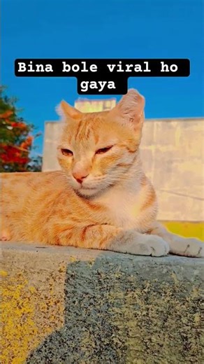Bina bole viral ho gaya 😺😺 #cats #cat #trending #funny #youtubeshorts #viral #catblogger #catworld