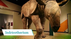 5.2K views · 63 shares | Get curious about Extreme Mammals at the Natural History Museum! Tickets and info at nhm.org/extrememammals. | Natural History Museum of Los Angeles County | Facebook
