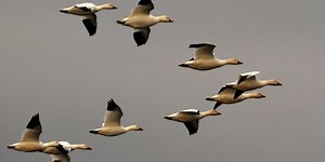 Did birds still migrate during ice ages?