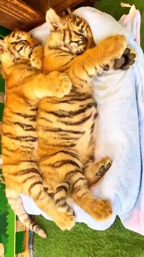 Two Brothers Baby Tiger Lovely 🥰 . . . . . . . #animals #animalworld #wildlife #planet #tigers #tigertattoo | Tiger Show Life
