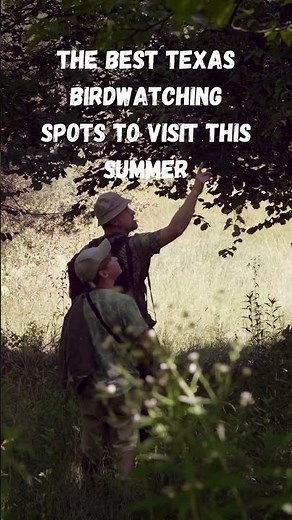 Top 5 Texas Birdwatching Destinations You Need to Visit This Summer