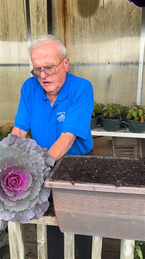 Flowering kale | Country Place Greenhouse