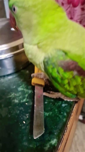 मिट्ठू आज सब्जी काटने के लिए तैयार