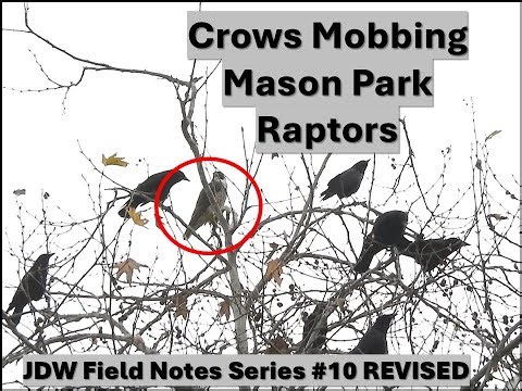 Crows Mobbing A Falcon, Owl & Hawk