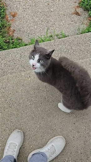 I Am Allergic To Cats BUT!!!