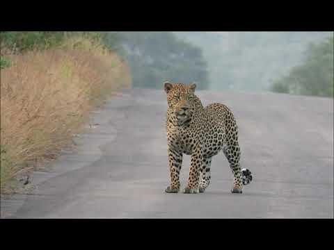 Beautiful BIG Male Leopard on The Road | Kruger Park Sightings