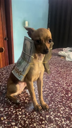 #perroconestilo #viral #fp #paratiiiiiiiiiiiiiiiiiiiiiiiiiiiiiii | perrito