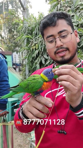Rainbow Lory 🦜#seramporepetmarket #sreemoyiparrot#youtubeshorts#shorts #trending#lory#viral#ytshorts