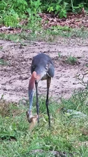 Not your average birdwatching moment… when a Goliath heron catches its lunch #WildlifeUncut #NatureDrama #EpicPredator | Africam