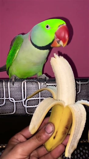 Mithu ko Bhukh🍌@ParrotLifestyle0 #parrotlife #life #care #mithu #shorts #lovebirds