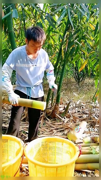 Harvesting Bamboo: Sustainable Gardening Practices
