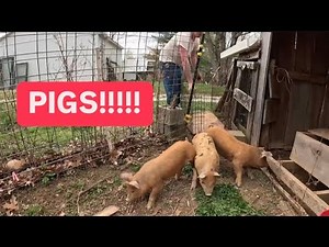 Pasture Pig Pen made easy: Easiest way to get started with Pasture Pigs on the Farm