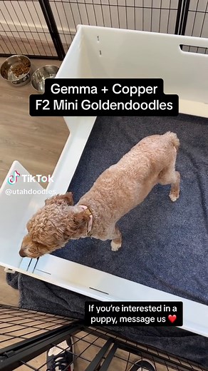 Gemma and Copper F2 Mini Goldendoodle Live Birth Story