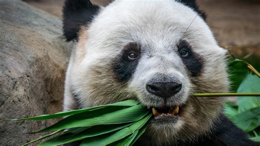 Top 10 Most Endangered Animals and Species