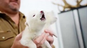 Dire Wolf siblings, Romulus and Remus, howling. The first time for the species in over 10,000 years 🐺 #GameOfThrones | The Rogue Prince