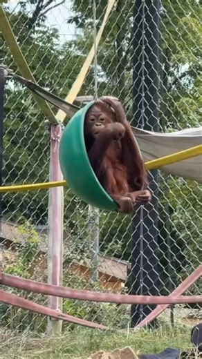 She’s got a way. 🦧 (this reel is actually us in our office swivel chairs) 🎥: Animal Curator Carley | Topeka Zoo