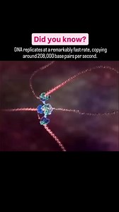 DNA replicate to a #AncientHistory #HistoryOfTheWorld #AncientCivilizations #AncientEgypt #RomanEmpire #AncientGreece #HistoryNerd | Ancient history