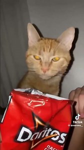 TENTE NÃO RIR #memes #canalosfarofeiros #funny #petsfofinhos #pets #memesgospel #cat #humor #animals