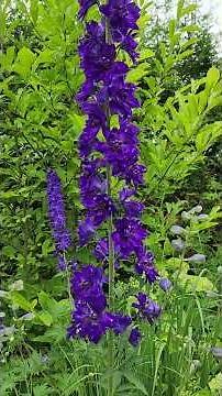 Stunning seed raised Delphiniums in the garden. What colours! #garden, #delphiniums, #flowergarden