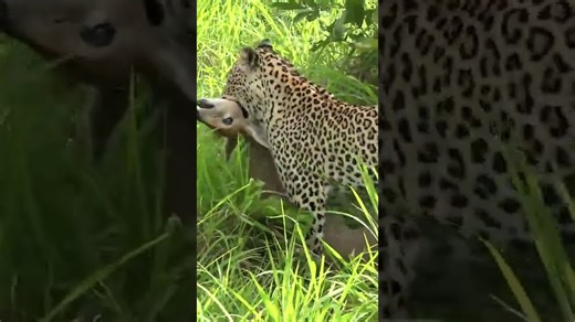 Leopard catches duiker in swift and precise attack