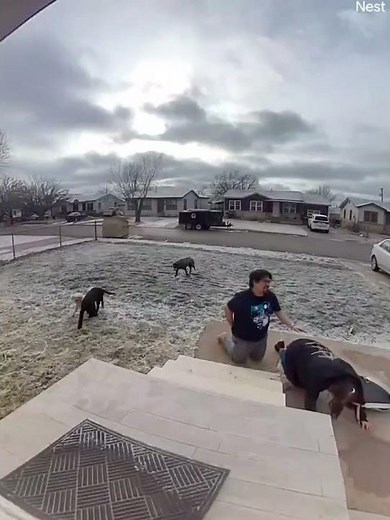 Couple Wipes Out on Icy Front Steps