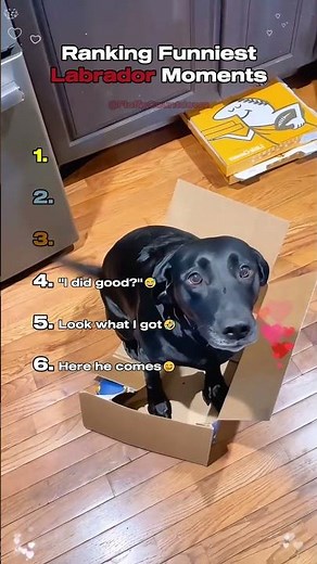 Top 6 Funniest Labrador Moments!😂🐶
