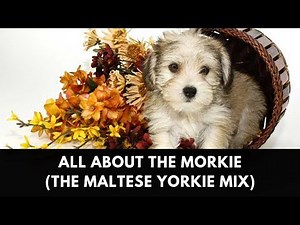 All About The Morkie (The Maltese Yorkie Mix)