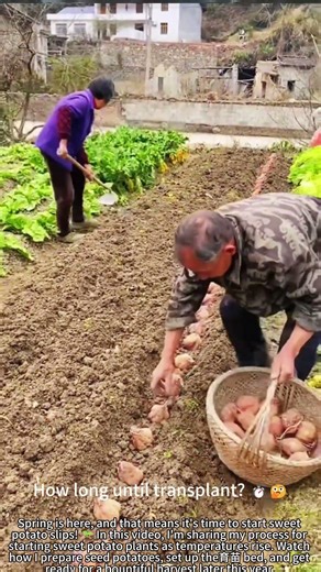 Start Sweet Potato Slips: Spring Warmth Means Planting! 🌱☀️
