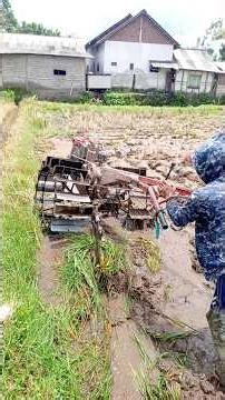 sawah banyuwangi #1279 #automobile #traktorttraktorangan #farming #excavator #sawah #sawit #padi