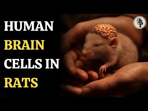 Scientists Grow Human Brain Cells in Rats | WION Podcast
