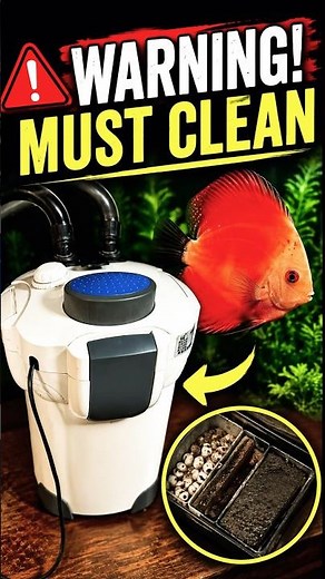 Dirty Filter Killing Your Fish? ⚠️ | Canister Filter Maintenance #aquarium #fishtank#plantedtank
