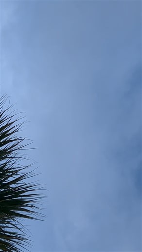 Brian Ladd on Instagram: "Just hanging out with a few thousand of my alien birds. #birds.#alien birds #crows#alien crows. My wife and I document UFO and alien activity in St. Lucie county Florida. We have been doing this for over a year. All our work is public domain. You are free to share copy or do whatever you want with our videos. Thank you for watching. Please share. Every video we make is in 4K 60 frames per second or higher #31/ATLAS#ufo#uap#alien mother in ship#Mothership#Florida mothers