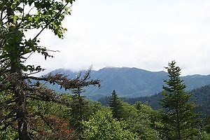 Sakhalin Island taiga - Alchetron, The Free Social Encyclopedia