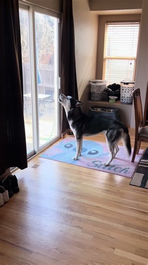 Love Like a Husky: Emotional Bonds with Pets