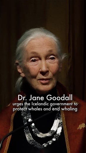 Renowned English ethnologist and conservationist, Dr. Jane Goodall, urges the Icelandic government @bjarnibenediktsson @hallatomas to protect whales, and end whaling. Thank you to Louis and colleagues at the Jane Goodall Institute for responding so quickly to this urgent issue. #Janegoodall #endwhalingnow #Iceland #finwhales #whales #ocean #environment #climatecrisis #biodiversity #biodiversitycrisis | Seaspiracy