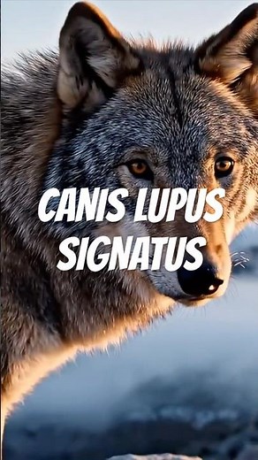 Lupus | Iberian Wolf (Canis lupus signatus) First Glimpse in Sierra de la Culebra