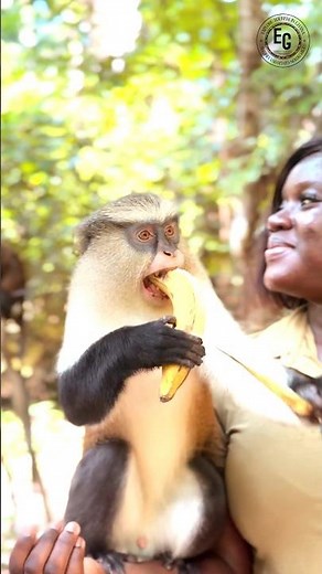 The Tafi Atome Monkey Sanctuary | ExpeditionGoTours #travel #ghana #africa #exploreghana