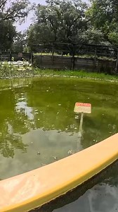 Florida Crocs are Smart! #crocs #florida #sorings #sign #areaclosed | Olivia Foster