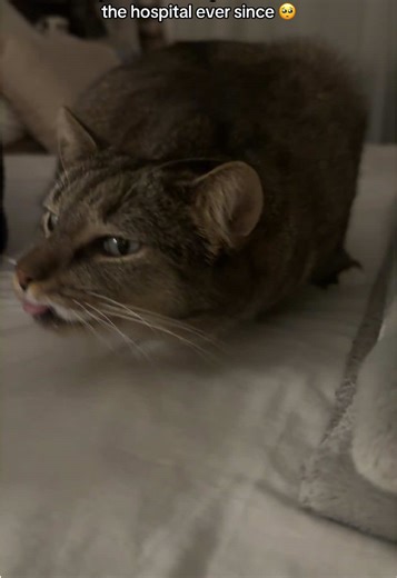 Caring for Your Sick Cat on Oxygen Therapy