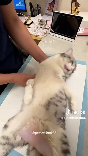 Funny Cat Versus Vet Experience