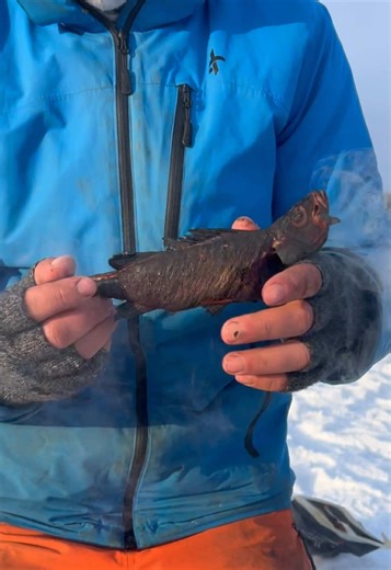 Perch Catch and Cook Gone Wrong: A Crispy Adventure