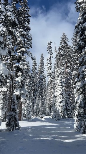 Lost Trail Ski Area, on the border of Montana and Idaho, is best known for its awesome powder and incredible glade skiing. You may not have known, though, about the team that keeps it all running. Learn more about the ski patrol and the rest of the Lost Trail family at https://visitmt.com/stories/lost-trail-ski-area. #MontanaMoment #ColdSmoke #PowderDay | Visit Montana
