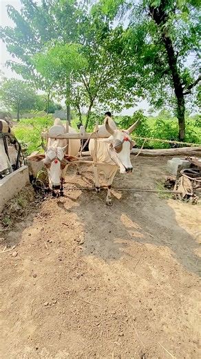 101K views · 432 reactions | Indian Bull operating water lifting system in Punjab #village | لہندا پنجاب | Facebook