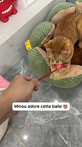 🎯 Votre chat s'ennuie ? Offrez-lui des heures de jeu et de chasse avec notre Balle Interactive Pawball 🐾 ! Grâce à son mouvement automatique et ses sons captivants, votre compagnon ne s'ennuiera plus jamais, même pendant vos absences ! 👉 Compacte, rechargeable et ultra résistante, Pawball est parfaite pour stimuler l'instinct naturel de jeu de votre chat tout en le maintenant actif et heureux. 💬 Commentez "BALLE" si vous voulez que je vous envoie directement le lien pour commander en message