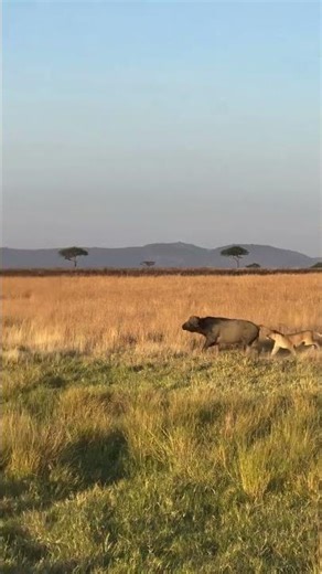 ​A true force of nature. #wildlife #buffalo #lion #naturelovers #ihsanibrahim